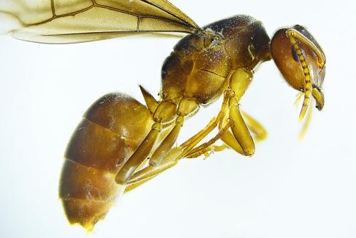 Réf. 311 132 : Lasius sp.